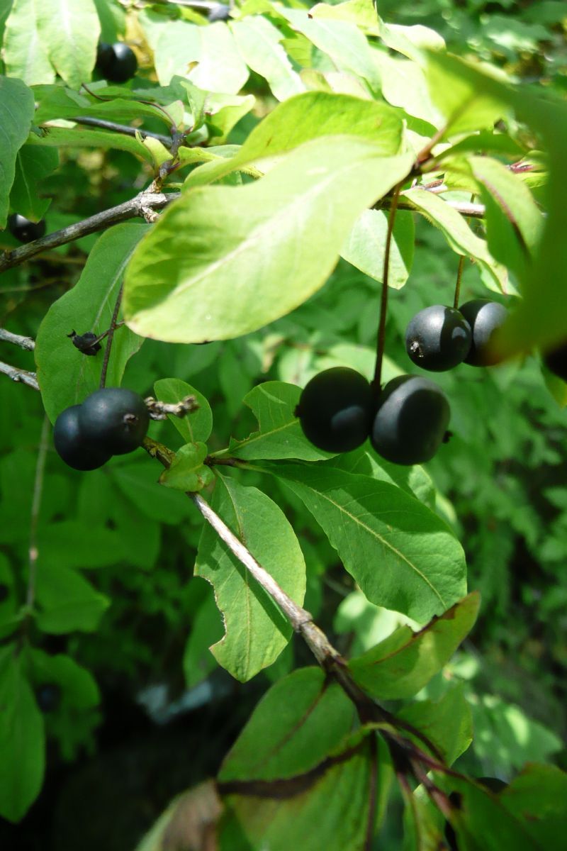 Schwarzes Geissblatt