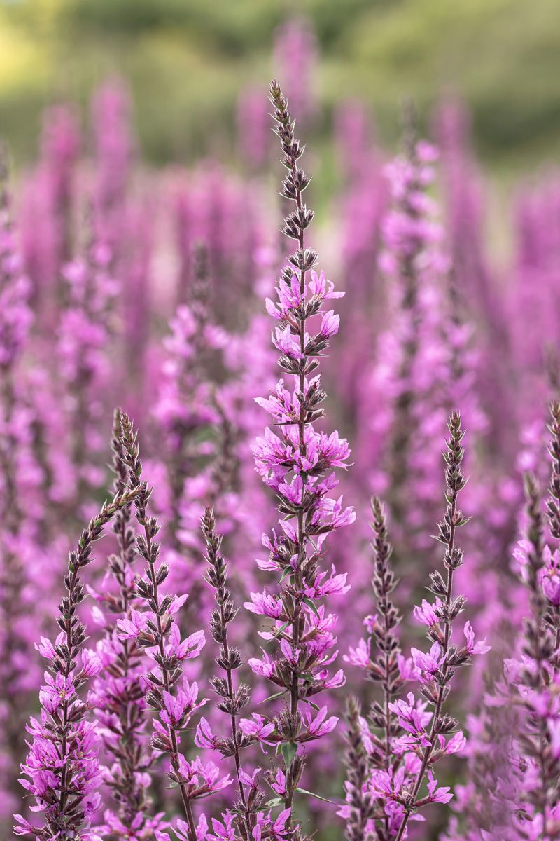 Blutweiderich Lady Sackville