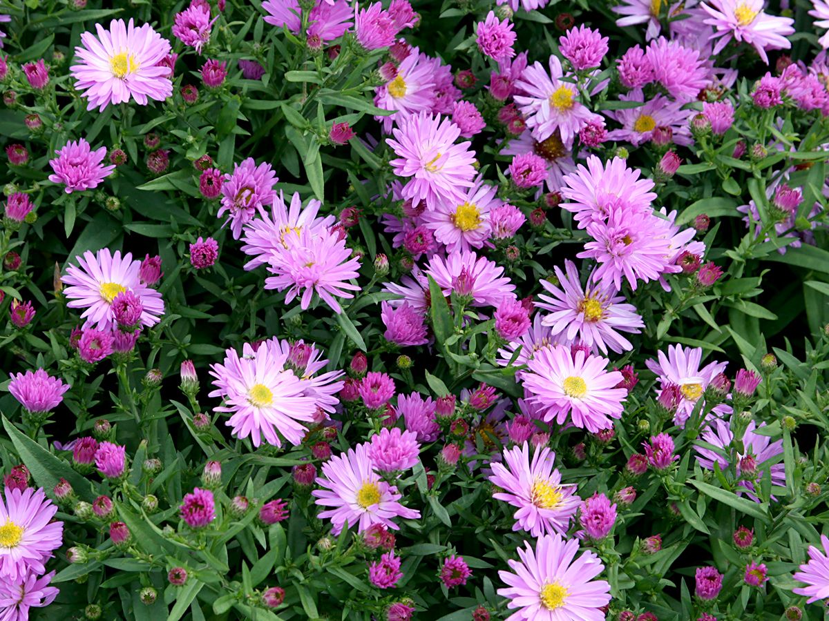 Kissenaster Rosenwichtel Kissenaster Rosenwichtel