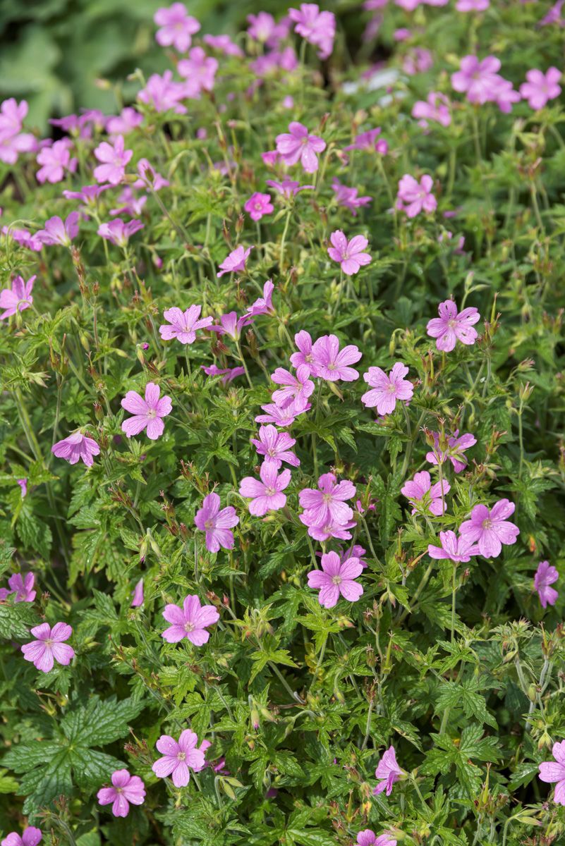 Storchschnabel Rosenlicht