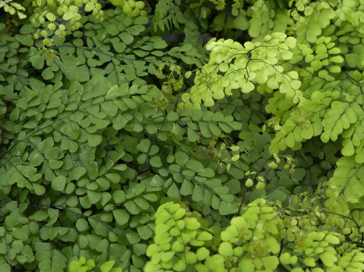 Himalayavenushaarfarn Himalayavenushaarfarn