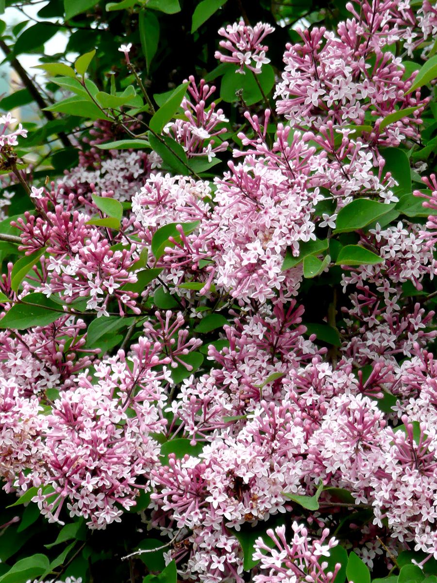 Flieder Superba Flieder Superba