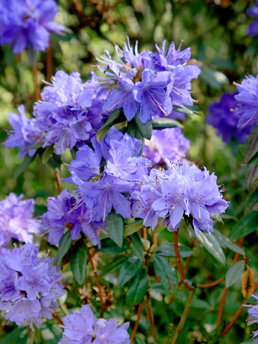 Rhododendron Gletschernacht Rhododendron Gletschernacht