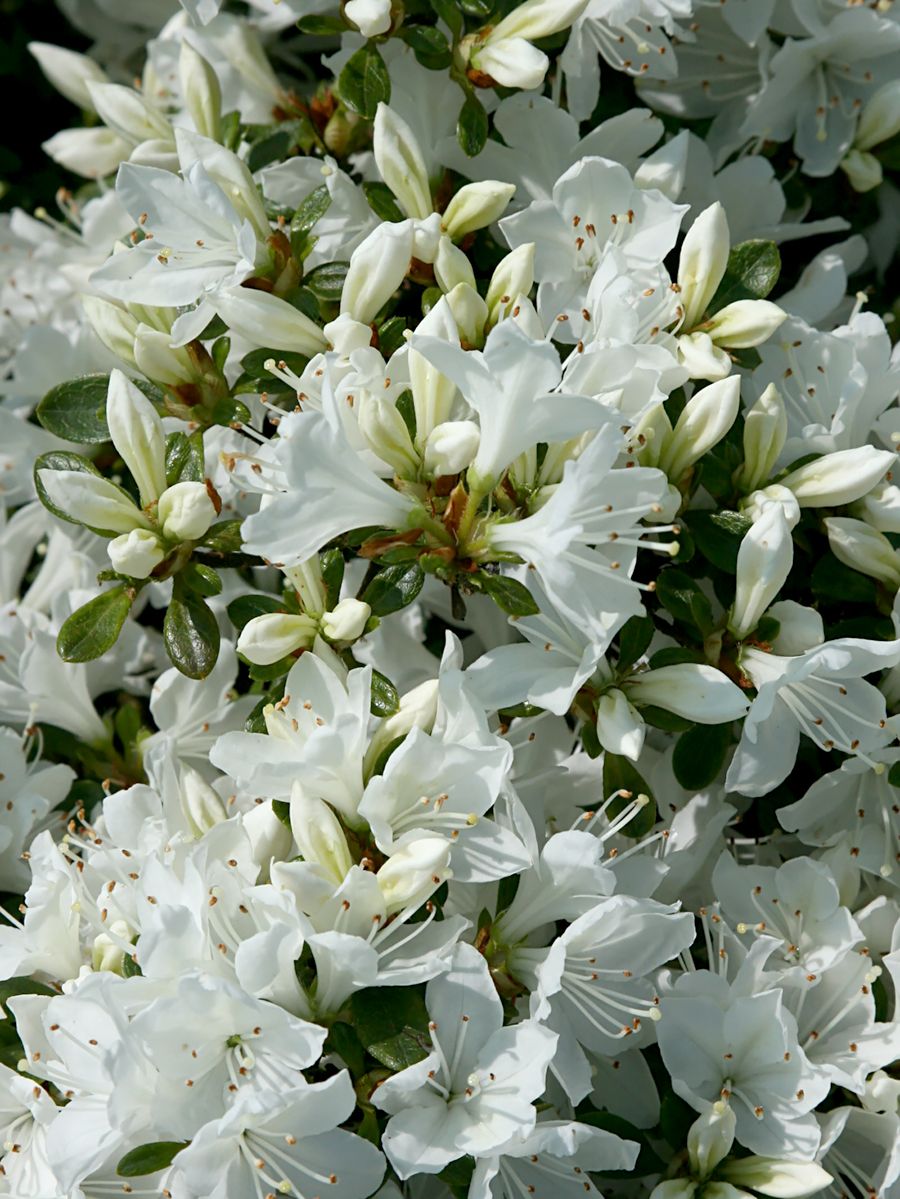 Japanische Azalee Diamant Weiss