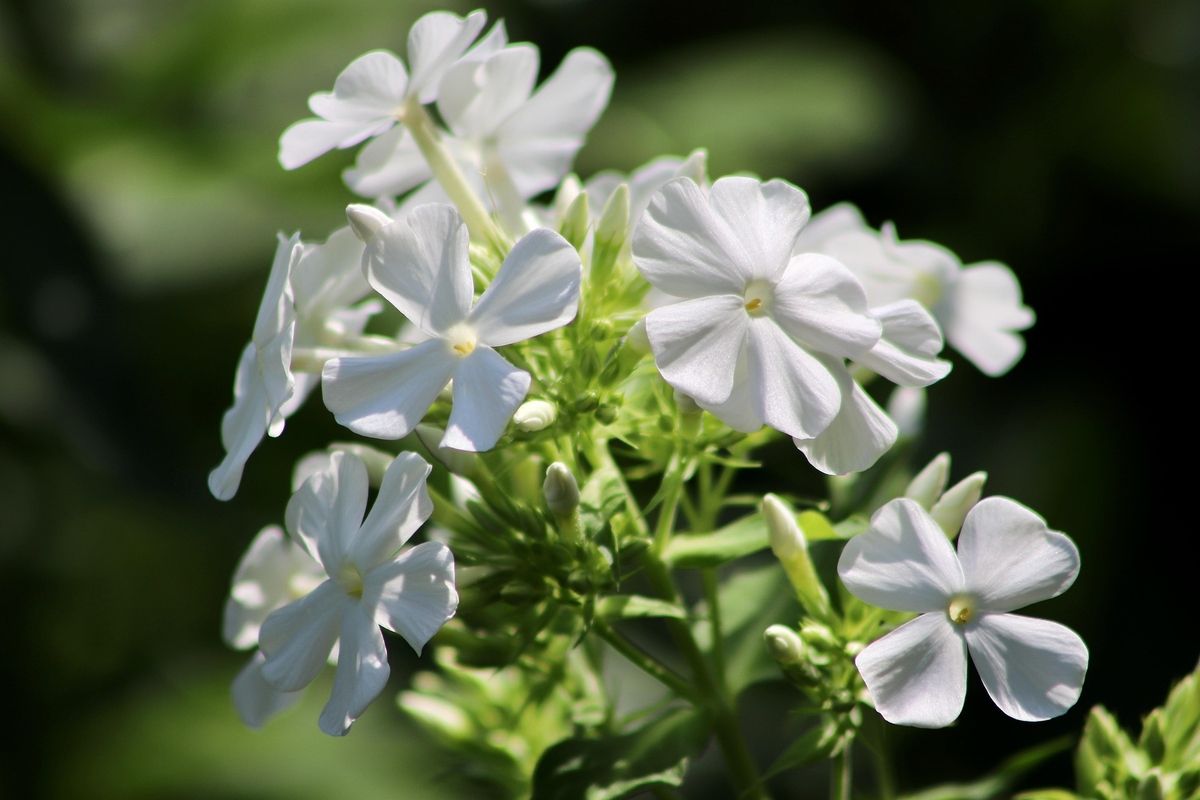 Grossblatt Phlox White Clouds