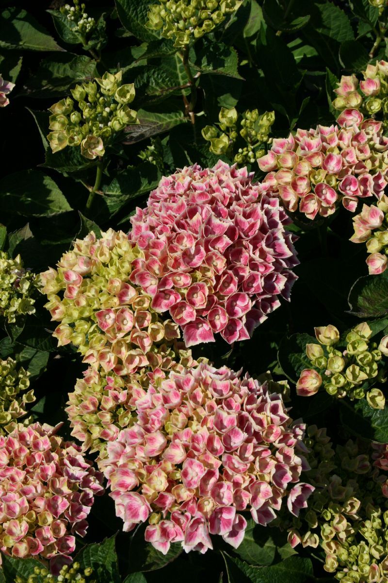 Gartenhortensie Camilla®