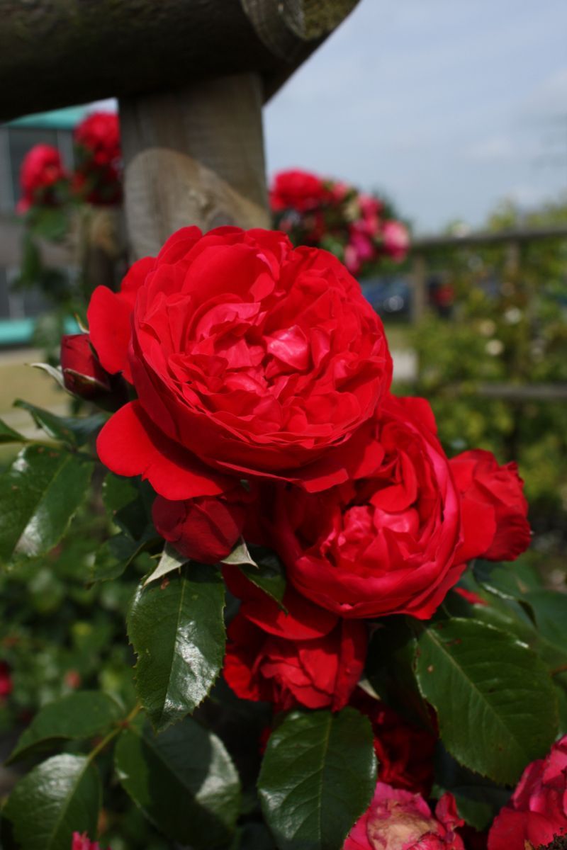 Florentina Kletterrose Florentina Kletterrose