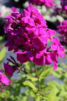 Flammenblume Düsterlohe Flammenblume Düsterlohe