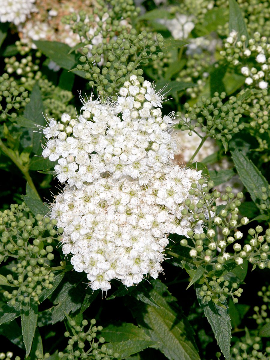 Weisse Sommerspiere Albiflora