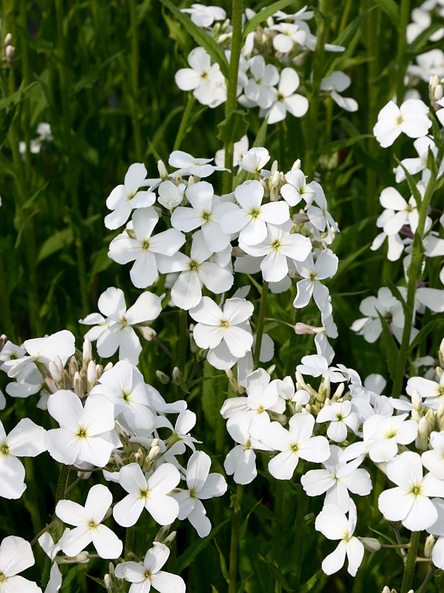 Nachtviole Alba