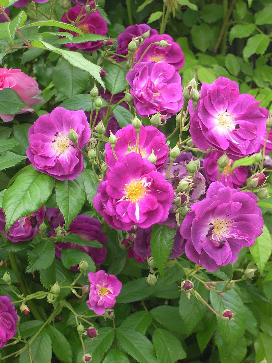 Purple Skyliner (M) Mini-Kletterrose (anspruchslos, leichter Duft)