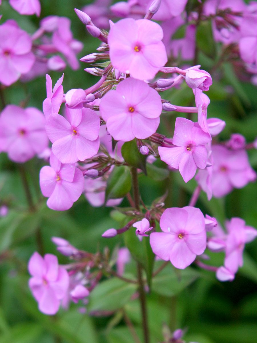 Flammenblume Rosalinde