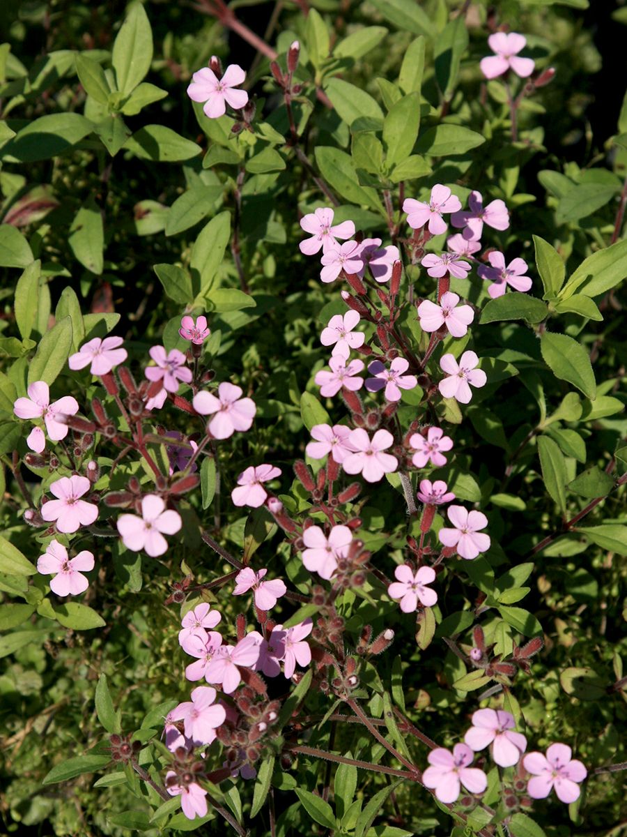 Seifenkraut