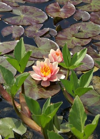 Seerose Sioux