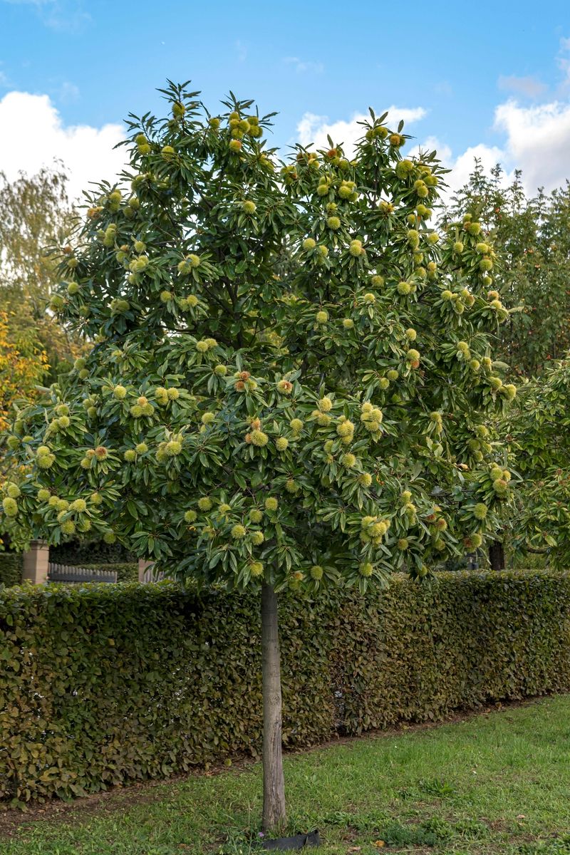 Edelkastanie, Marroni Dorée de Lyon