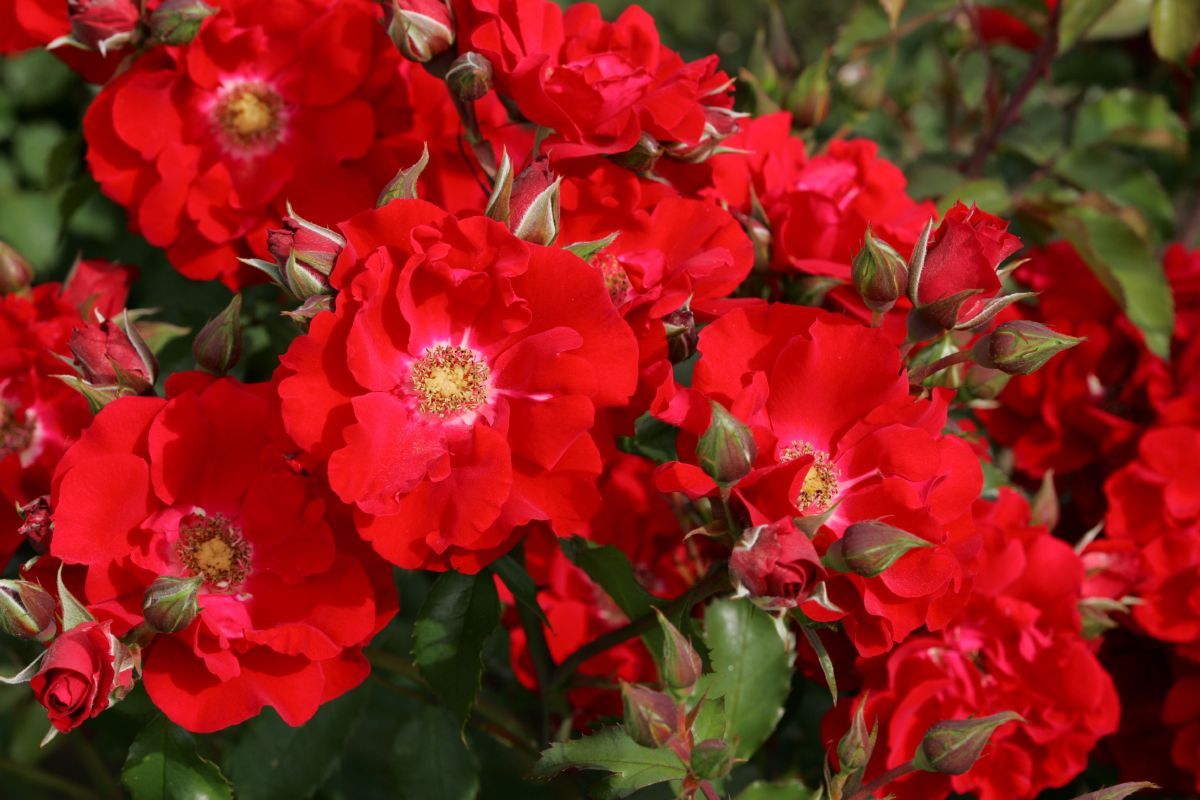 Roter Korsar® ADR 2005 Strauchrose (anspruchslos)