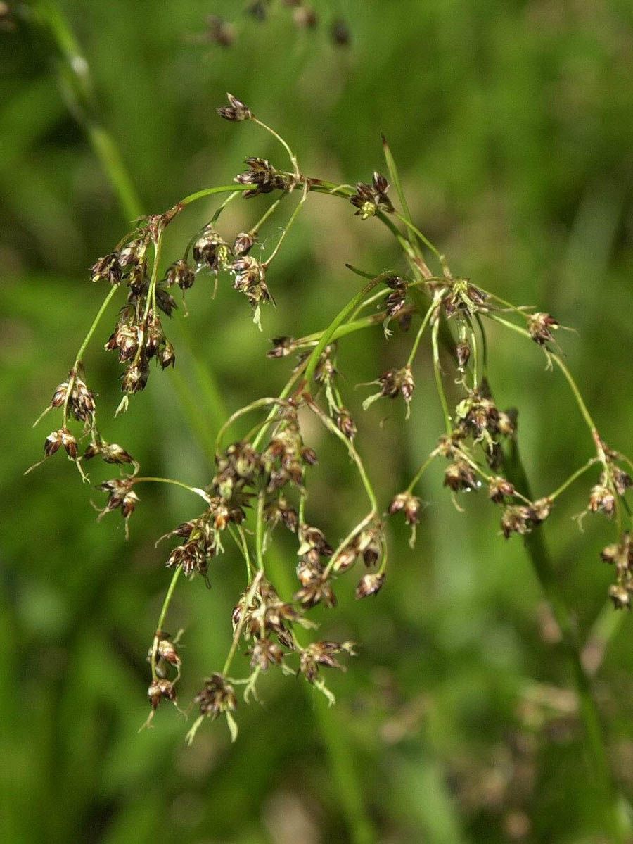 Waldmarbel, Waldhainsimse Waldmarbel, Waldhainsimse