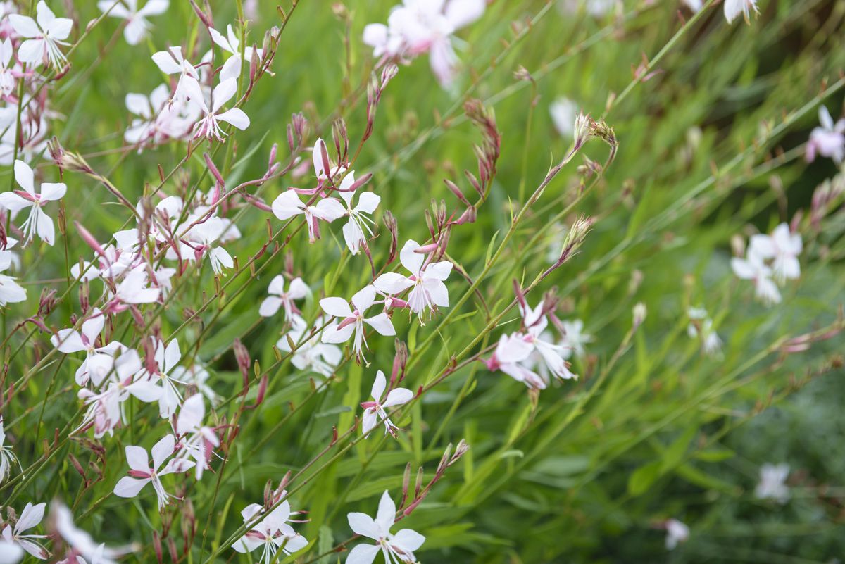 Prachtkerze