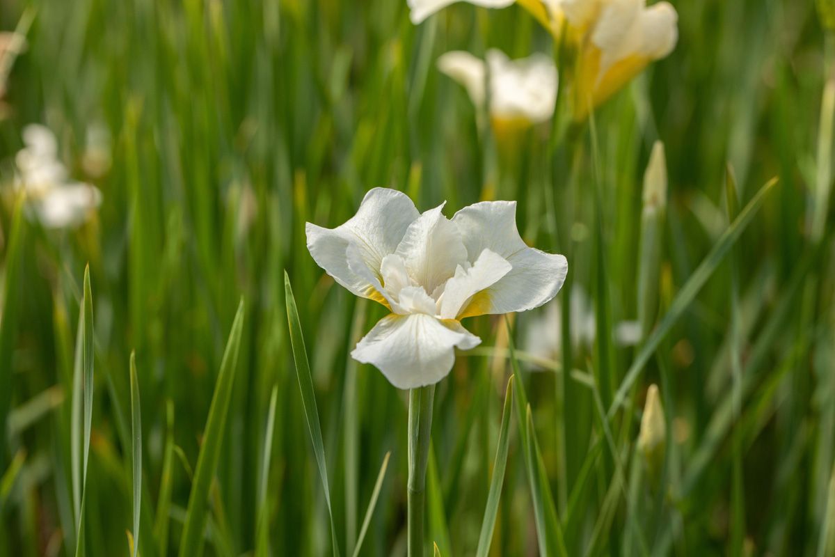 Sibirische Schwetlilie White Swirl