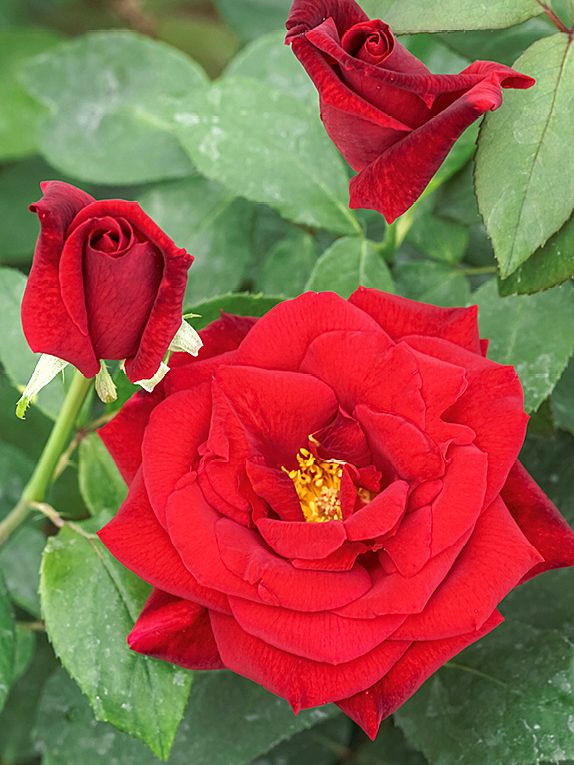 Mister Lincoln Edelrose (Teehybride, sehr starker Duft)