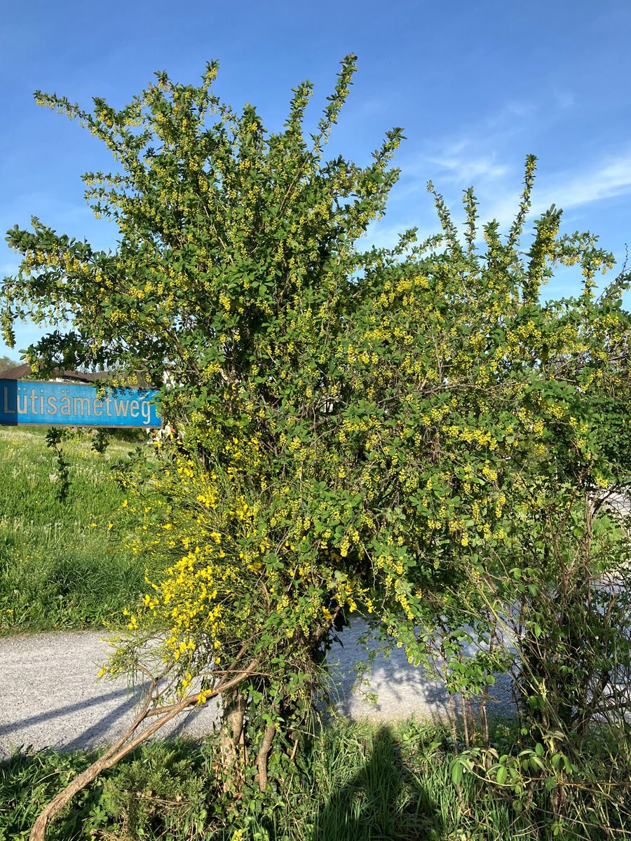 Gemeine Berberitze