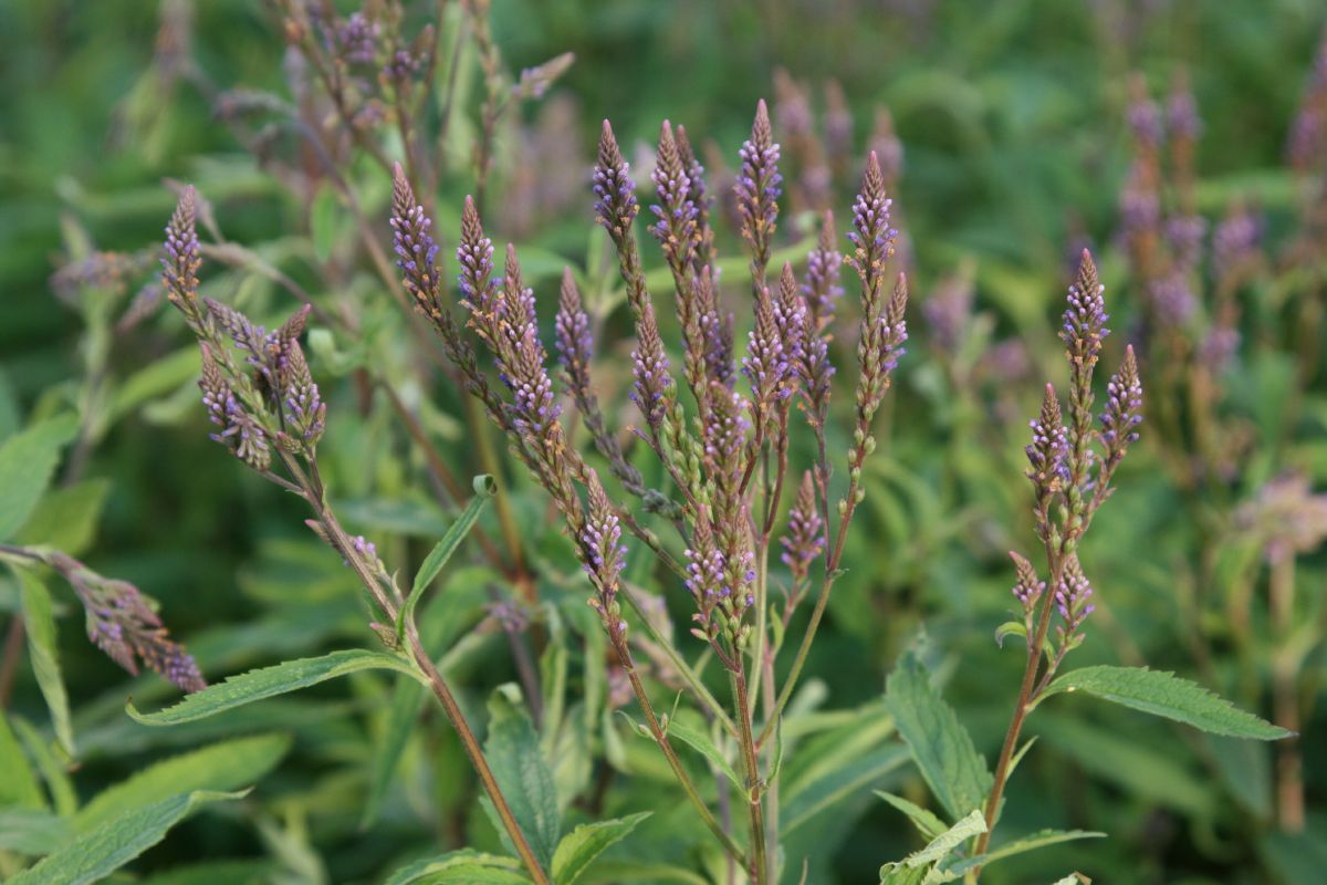 Eisenkraut Eisenkraut