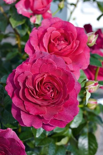 Laudatio® Edelrose Teehybride Laudatio® Edelrose Teehybride