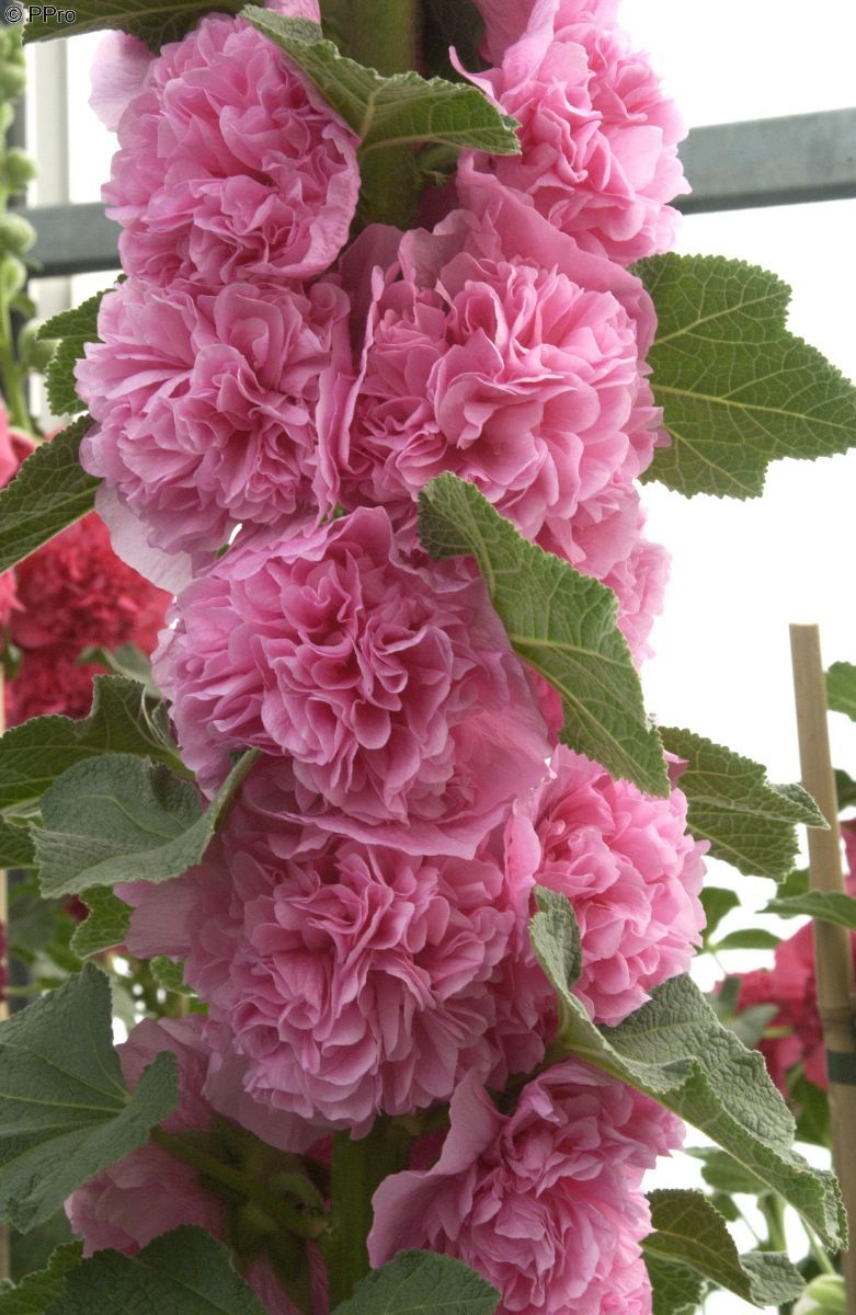 Gefüllte Stockrose Charters Rosa