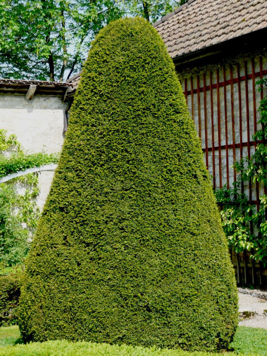 Heimische Eibe Kegelform
