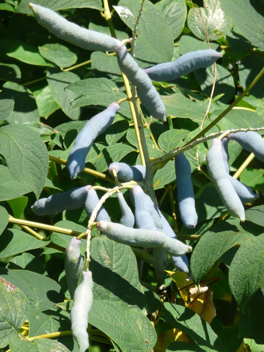 Blauschote, Gurkenstrauch, Blaugurke