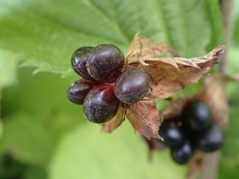 Scheinkerrie Scheinkerrie