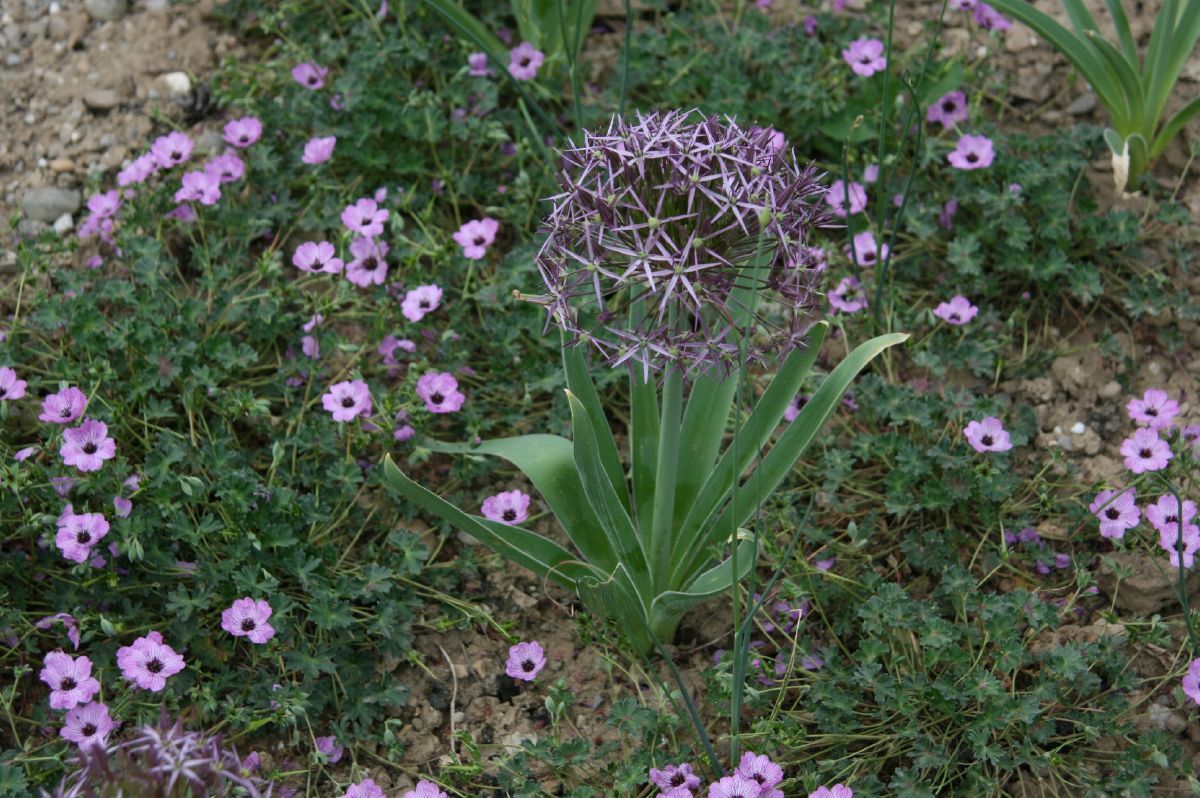 Sternkugellauch