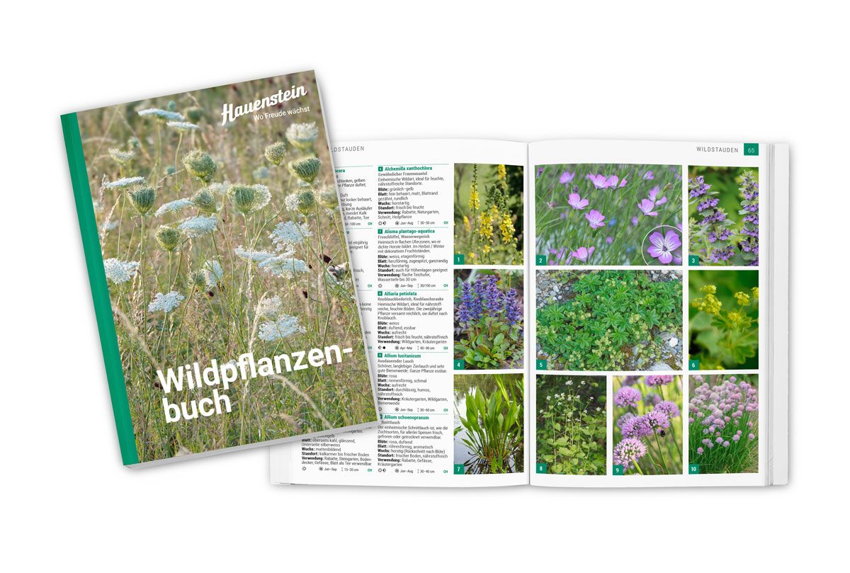 Fachbuch Wildpflanzen Hauenstein