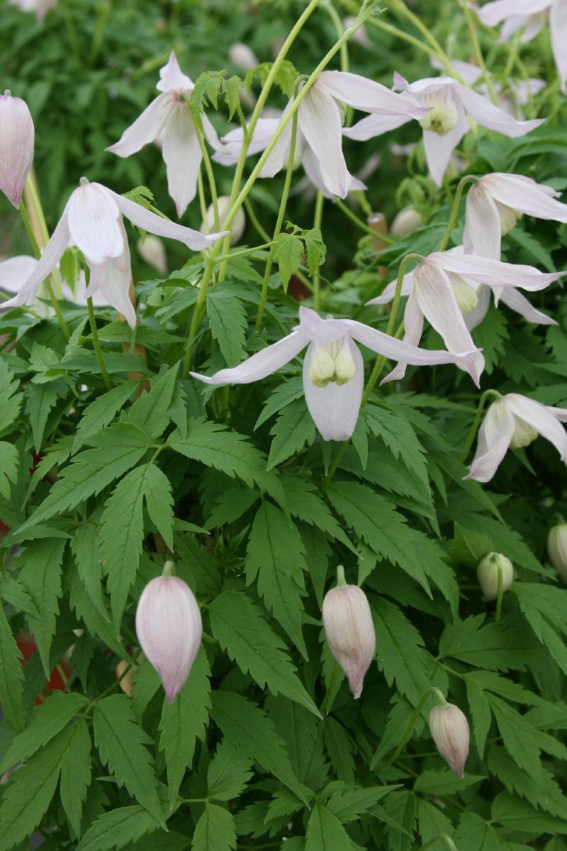 Waldrebe Rosy Pagoda