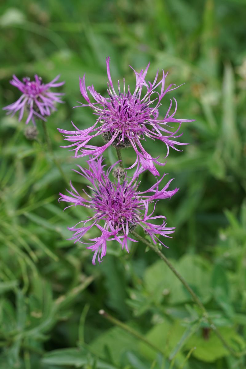 Scabiosenflockenblume