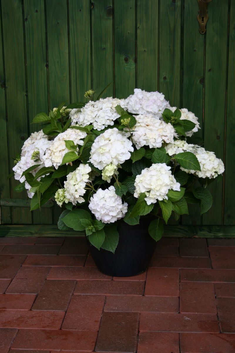 Gartenhortensie The Bride® Gartenhortensie The Bride®