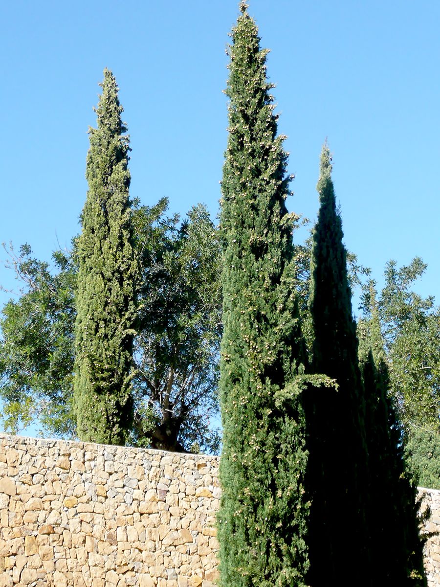 Toscanazypresse Stricta