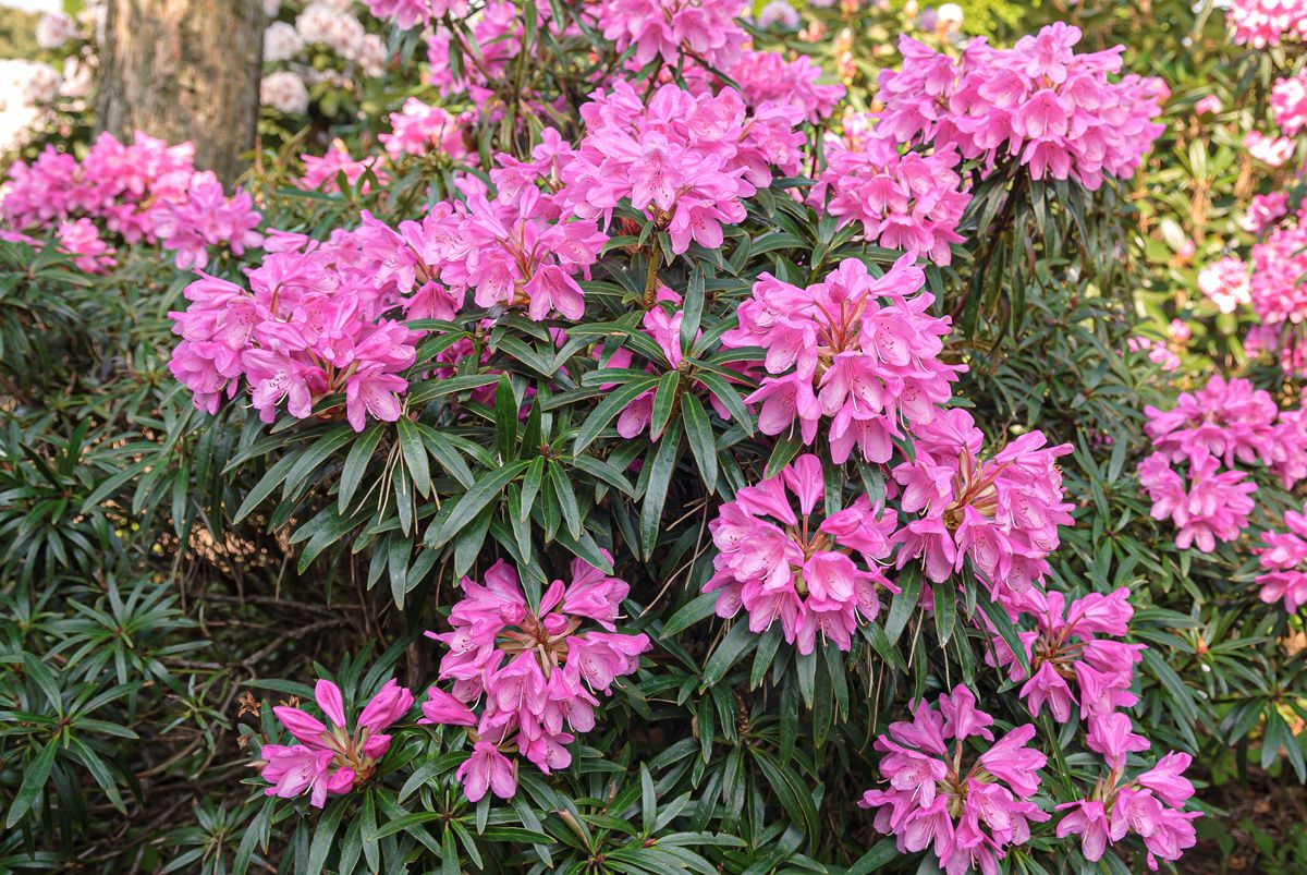 Rhododendron Graziella Rhododendron Graziella