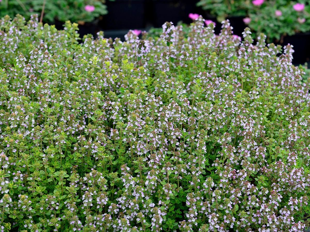 Panaschierter Zitronenthymian Variegated