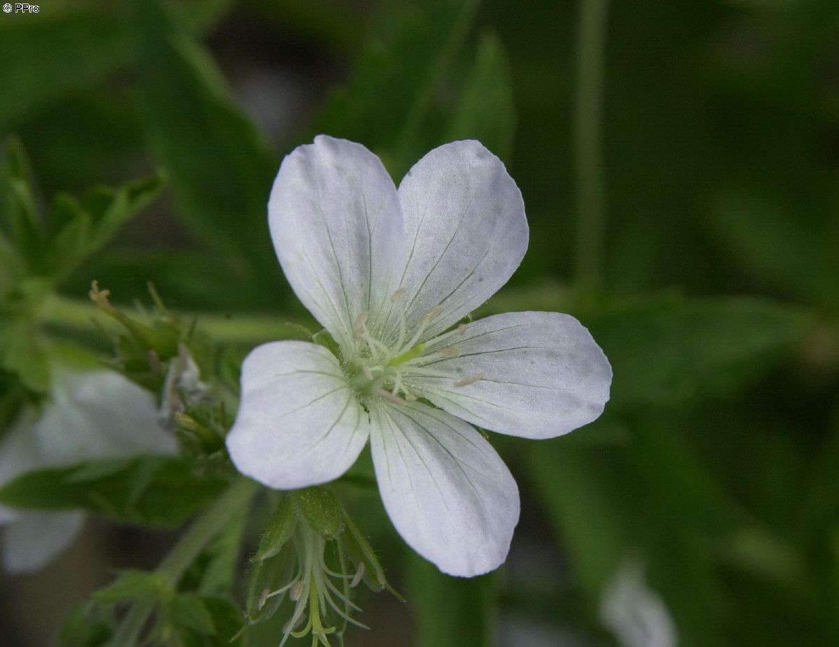 Waldstorchschnabel Album