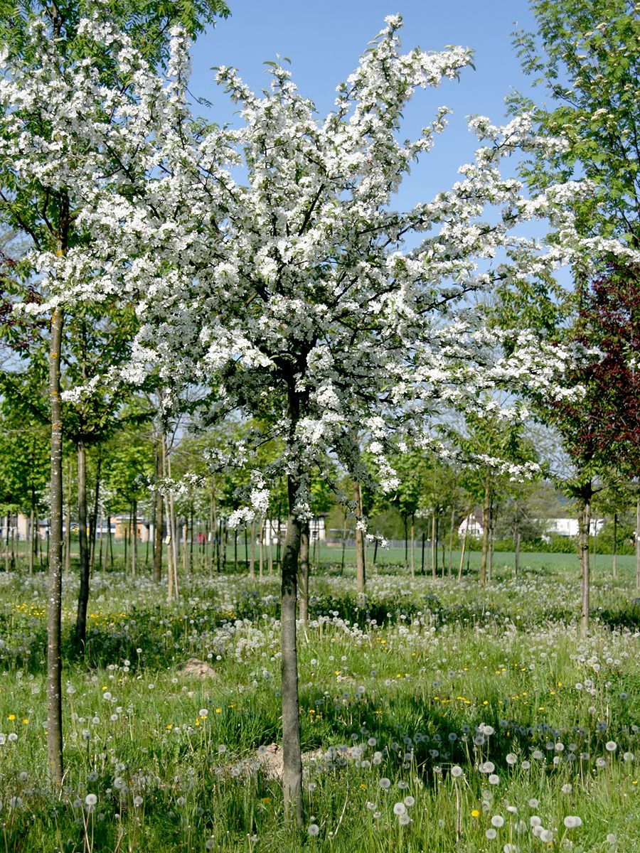 Zierapfel Sargentii Zierapfel Sargentii