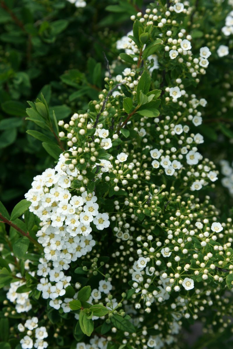 Spierstrauch Flächenfüller