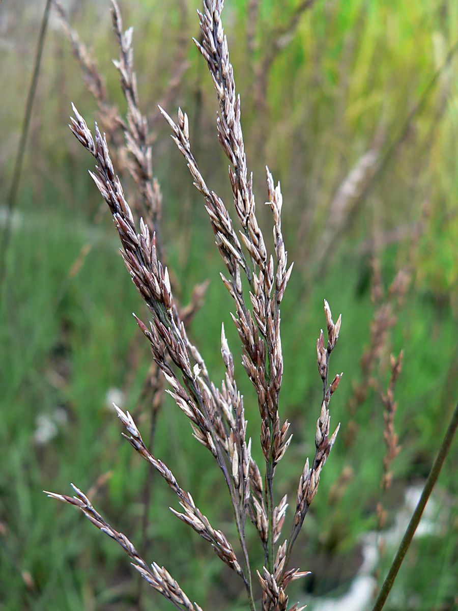 Schwingpfeifengras Edith Dudszus
