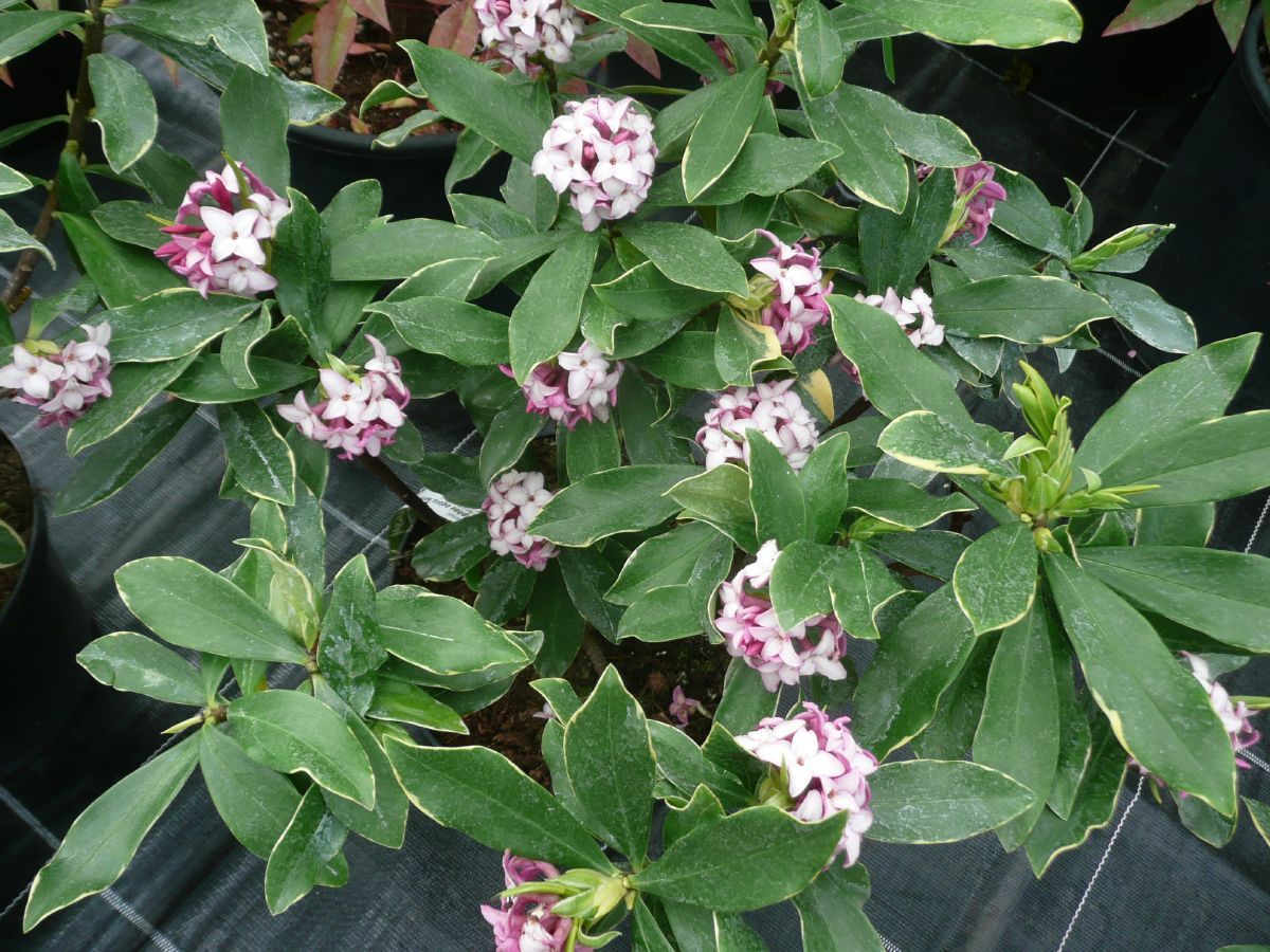 Duftender Seidelbast Aureomarginata