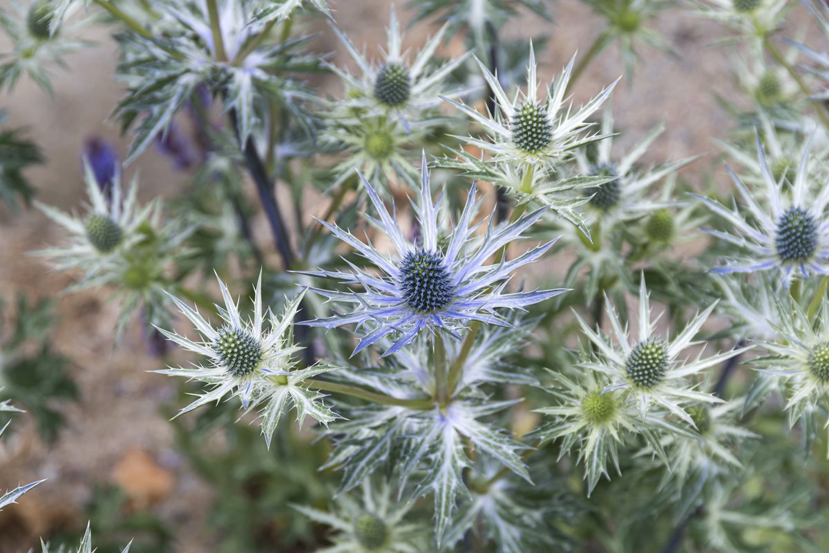 Edeldistel