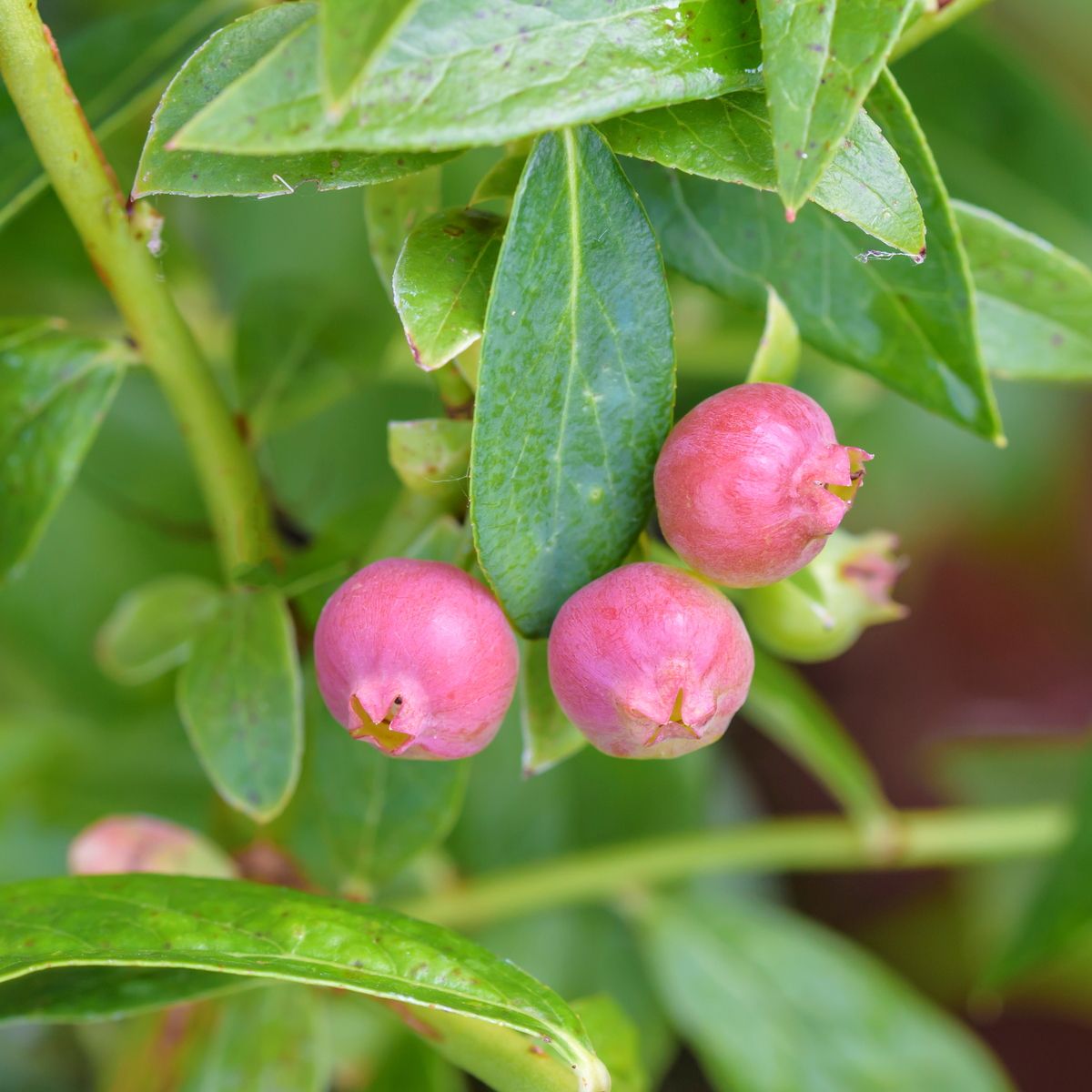 Heidelbeere Pink Lemonade