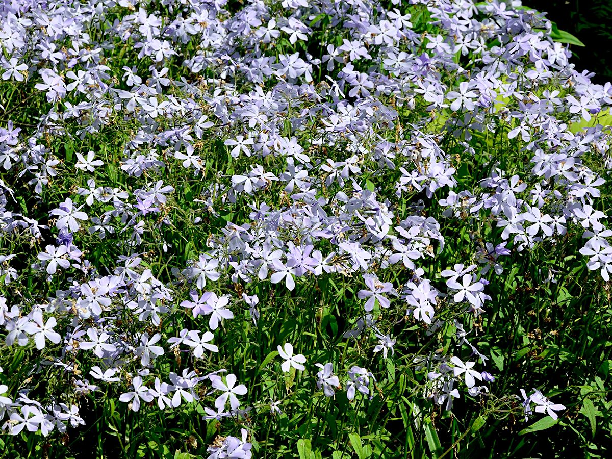 Waldflammenblume Clouds of Perfume