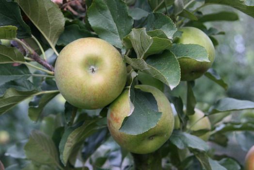 Rondo® Apfel Säulenapfel (anspruchslos, schorfresistent)