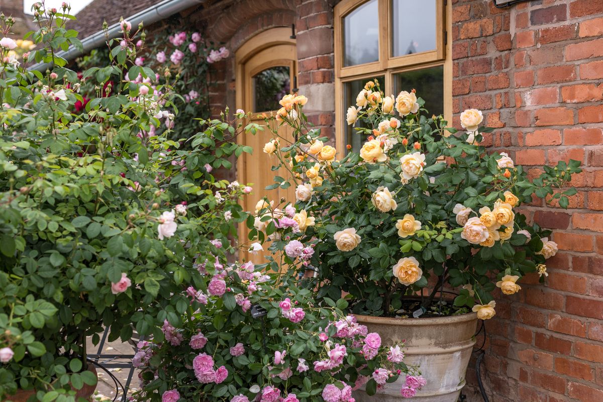 Rose Roald Dahl® Englische Strauchrose