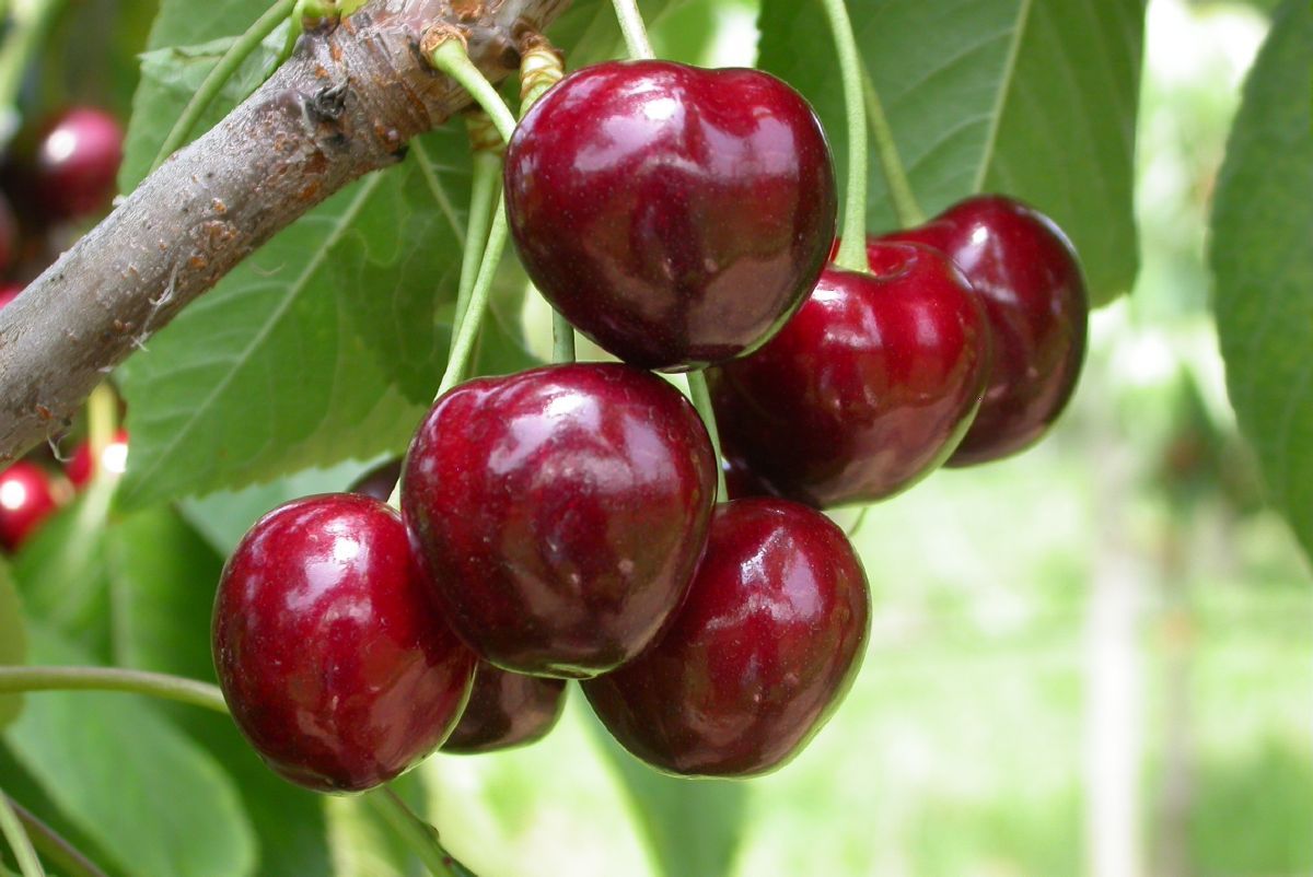 Schauenburger Kirsche (anspruchslos) Schauenburger Kirsche (anspruchslos)